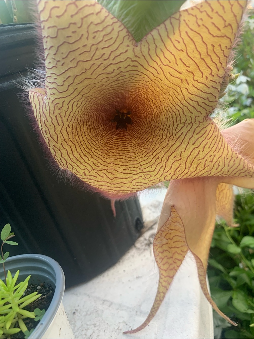 Stapelia Starfish Succulent Flower - Yellow with Purple Veins (small plants)